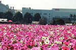 キリン花園